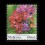 Garden Flowers Definitive